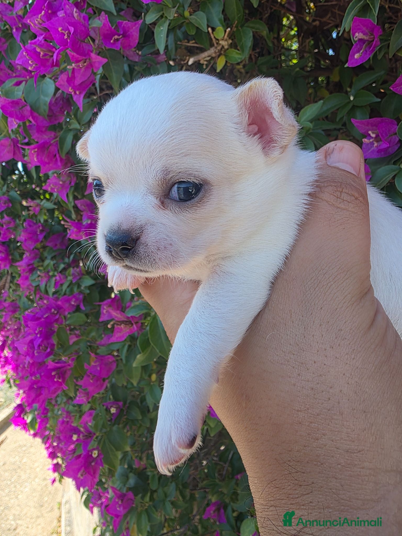 Chihuahua cani Cuccioli di Chihuahua  - Annuncio 1