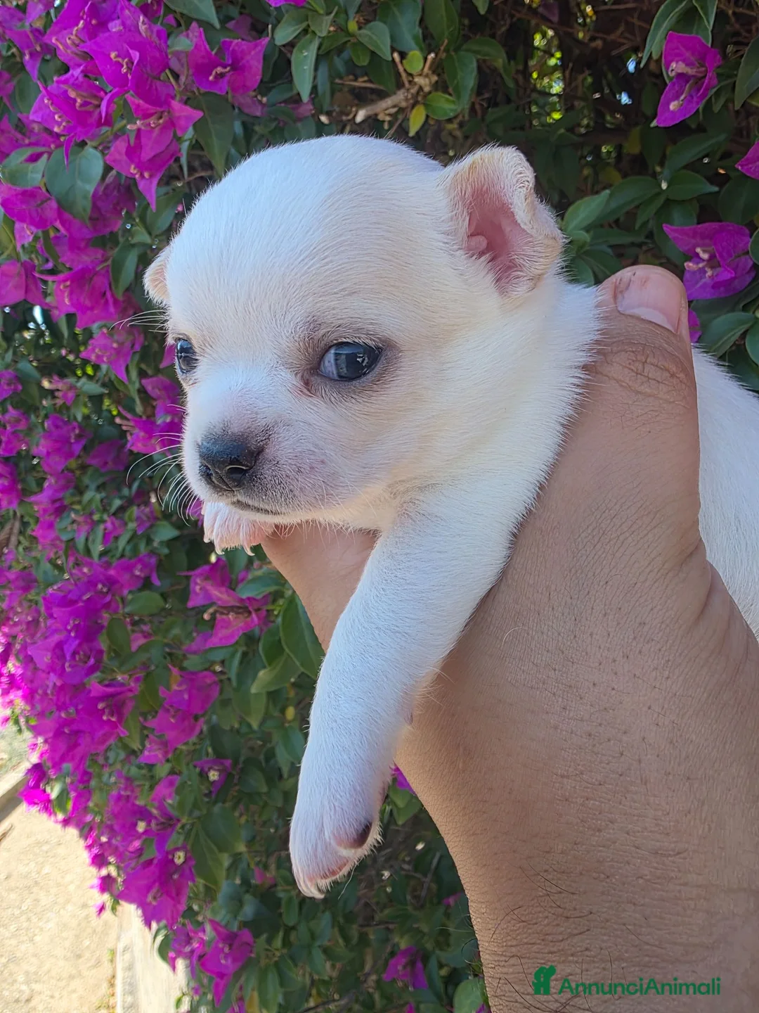 Chihuahua cani in vendita: Cuccioli di Chihuahua  a Provincia di Nuoro - Annuncio 1
