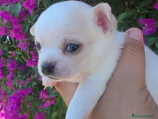 Chihuahua cani Cuccioli di Chihuahua - Annuncio 2