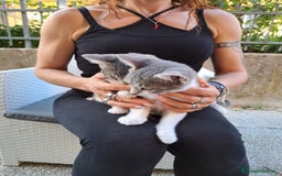 Europeo gatti in regalo: ❤️CI SIAMO ANCHE NOI - Immagine 5