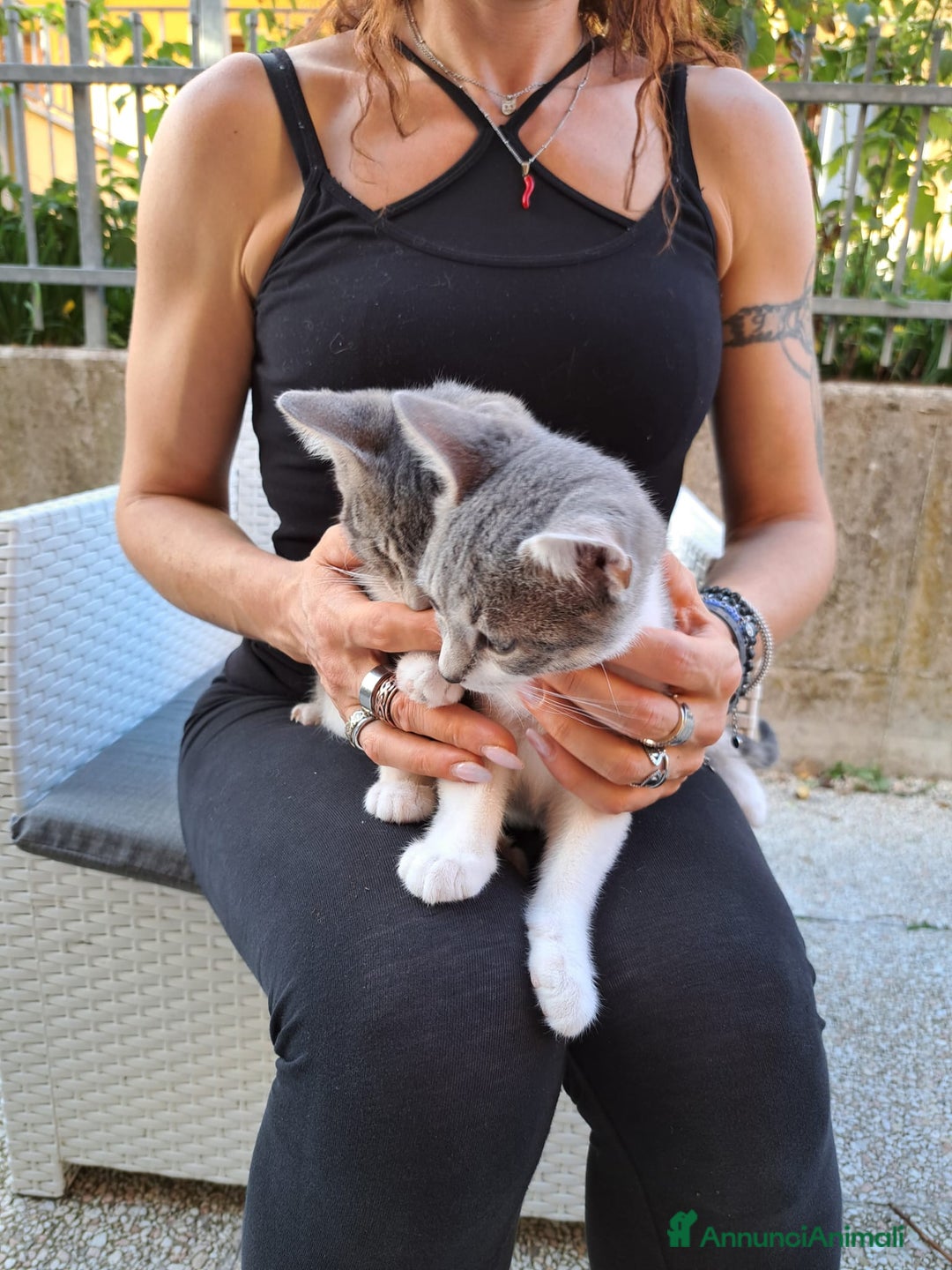 Europeo gatti in regalo: ❤️CI SIAMO ANCHE NOI - Immagine 5