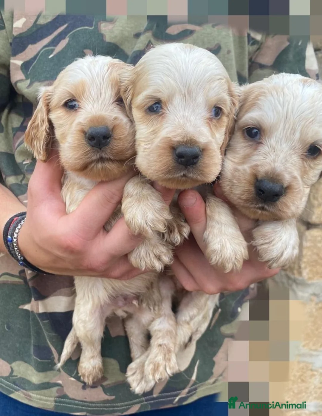 Cocker cani in vendita: cocker a Libero consorzio comunale di Siracusa - Annuncio 3