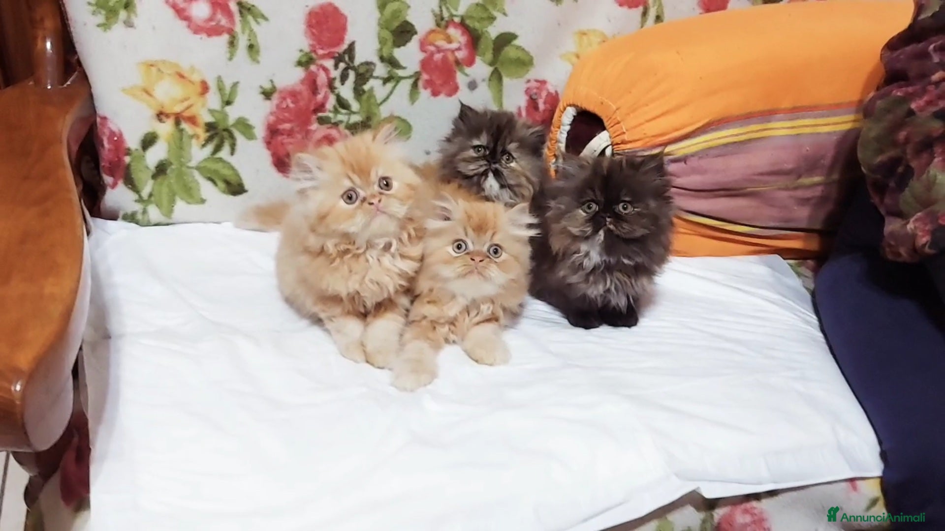 Persiano gatti Cuccioli di Persiano - Annuncio 1
