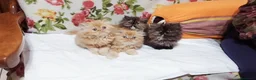 Persiano gatti in vendita: Cuccioli di Persiano - Annuncio 1
