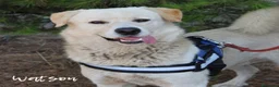 Meticcio cani in regalo: SHERLOCK & WATSON 💙 NON DIVIDERE IL LORO SORRISO a Città Metropolitana di Bologna - Annuncio 3