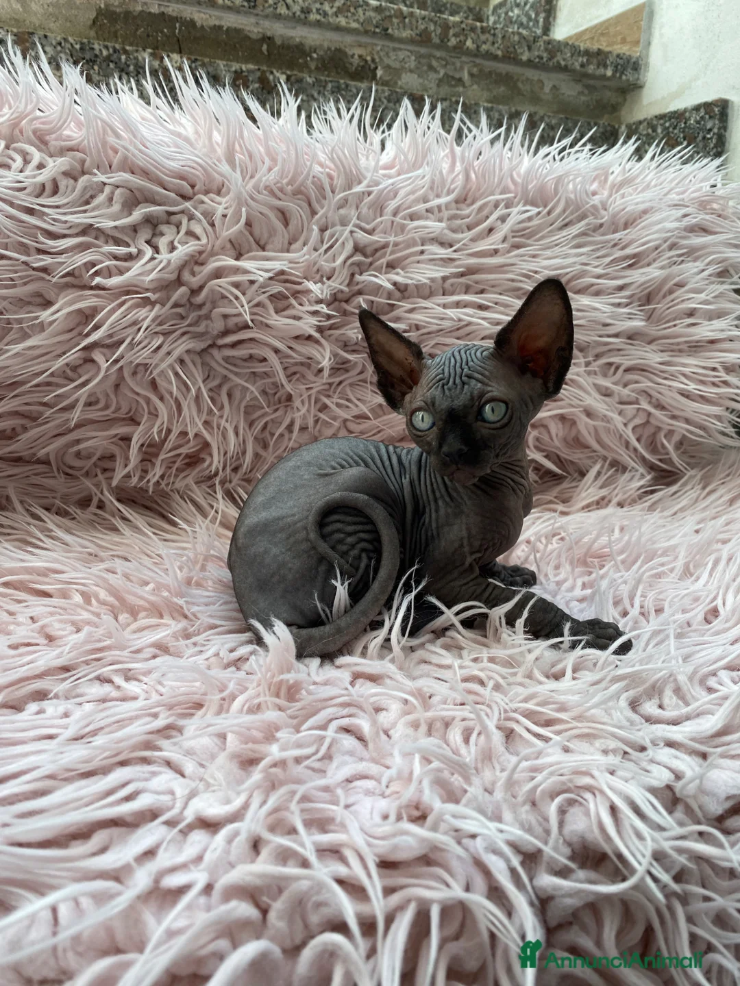 Sphynx gatti in vendita: Gatti sphynx - Annuncio 14