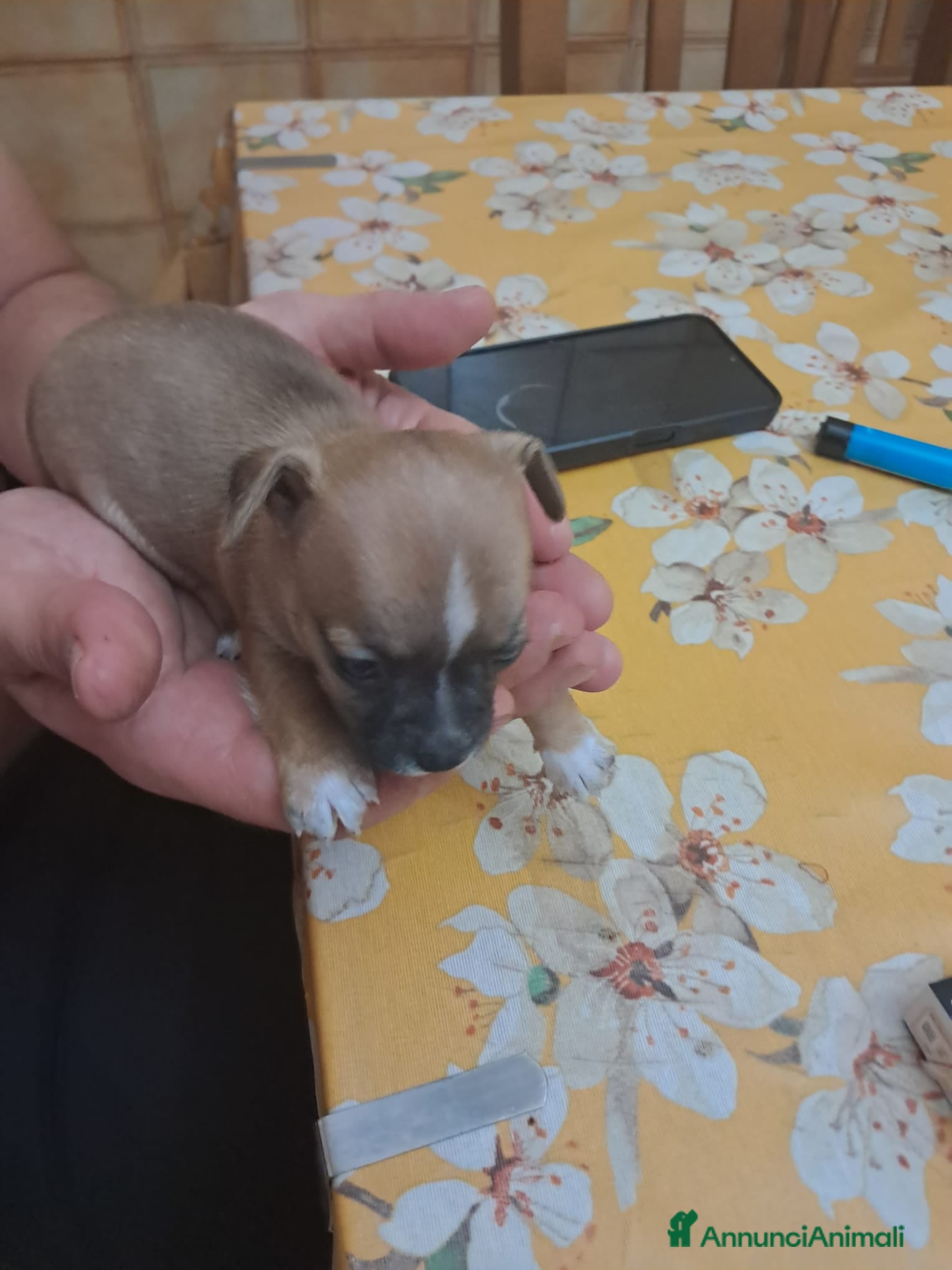 Chihuahua cani Chihuahua  - Annuncio 3