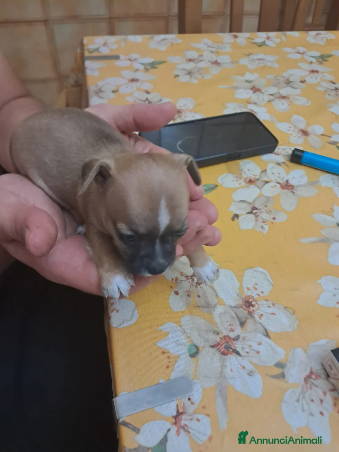 Chihuahua cani in vendita: Chihuahua  - Annuncio 1