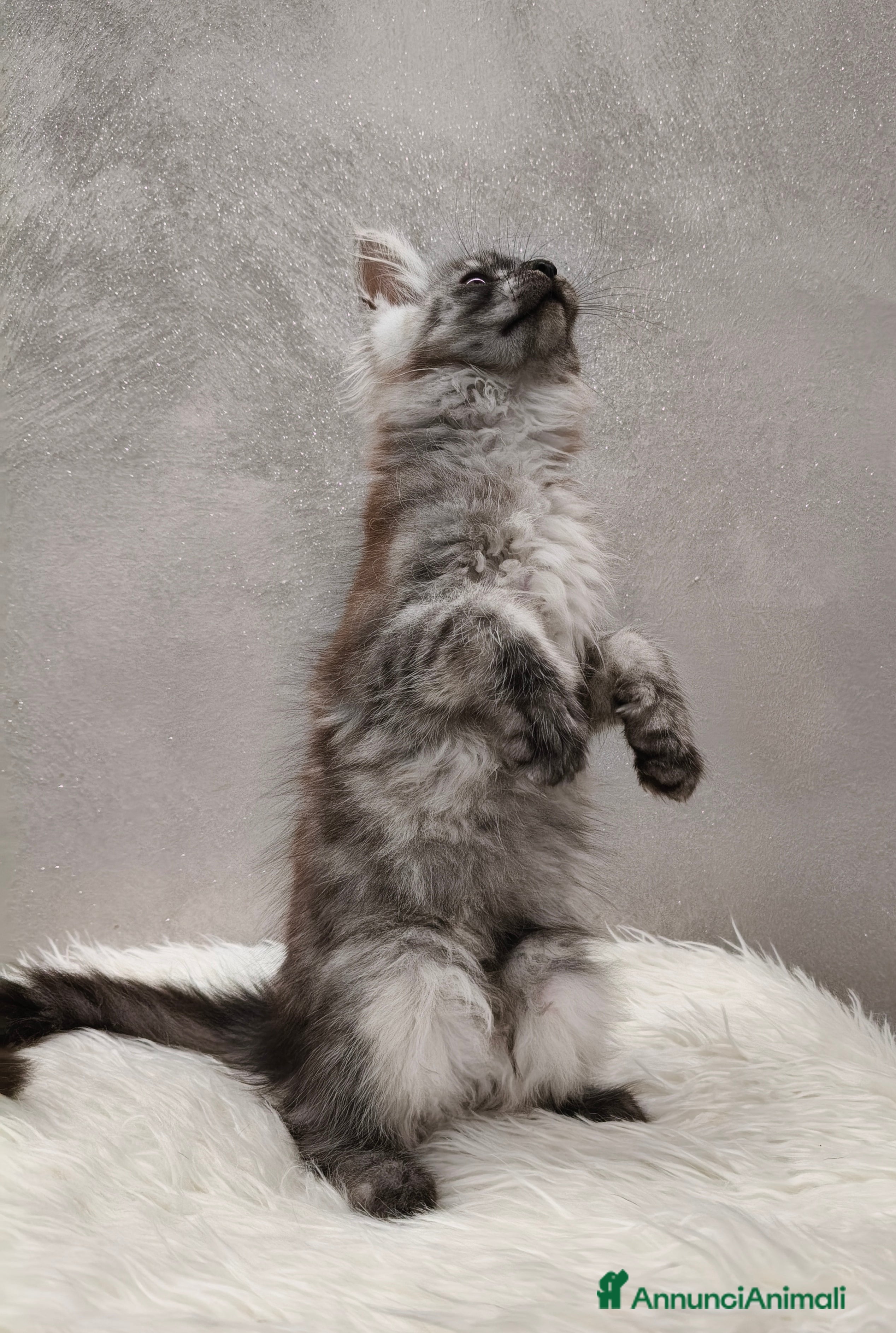 Maine Coon gatti Cucciola Maine Coon Black Smoke  - Annuncio 2