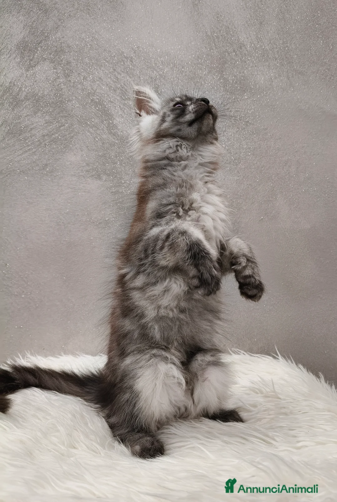 Maine Coon gatti in vendita: Cucciola Maine Coon Black Smoke  - Annuncio 2