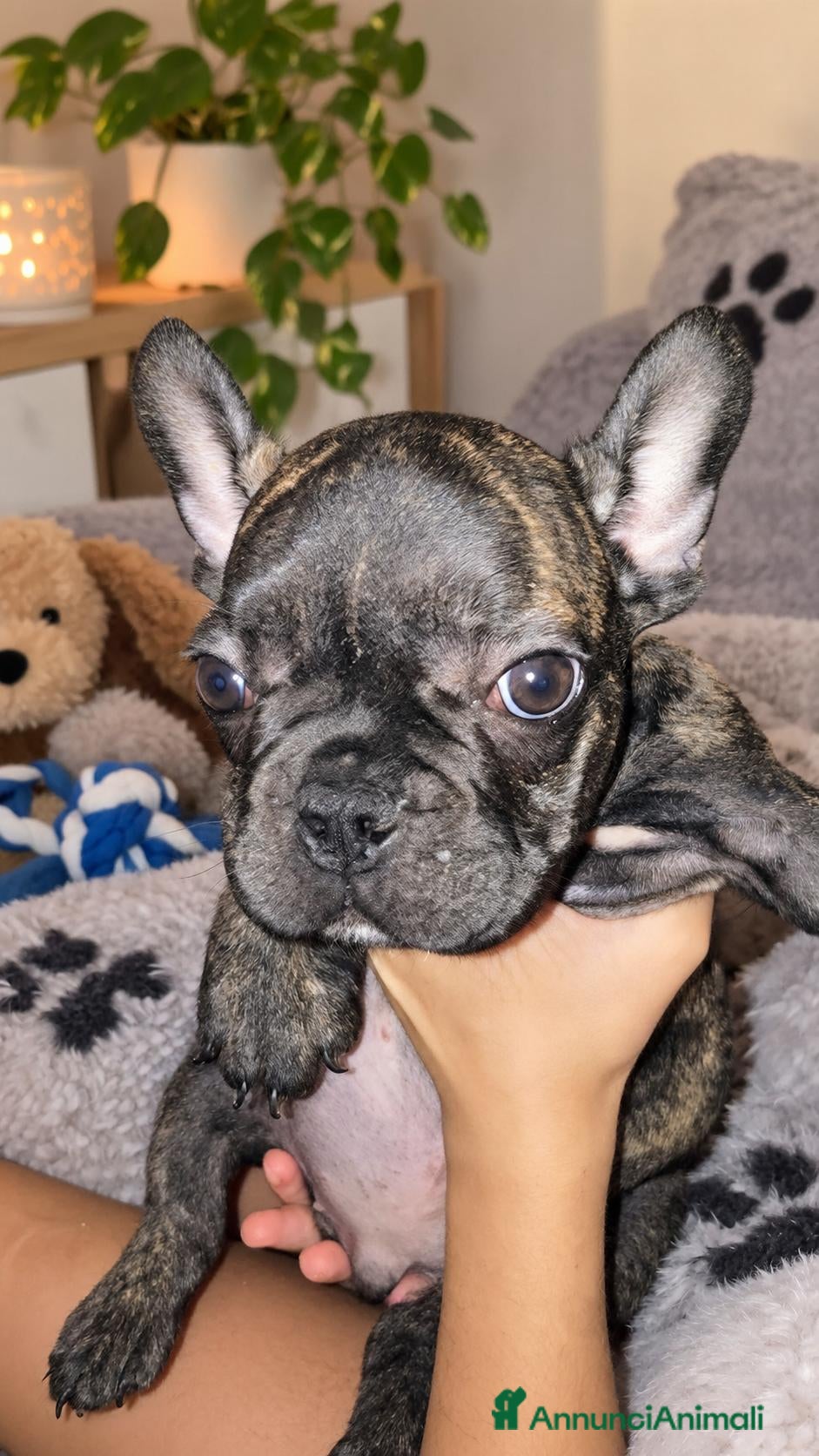 Bulldog Francese cani Cuccioli bulldog francese  - Annuncio 1