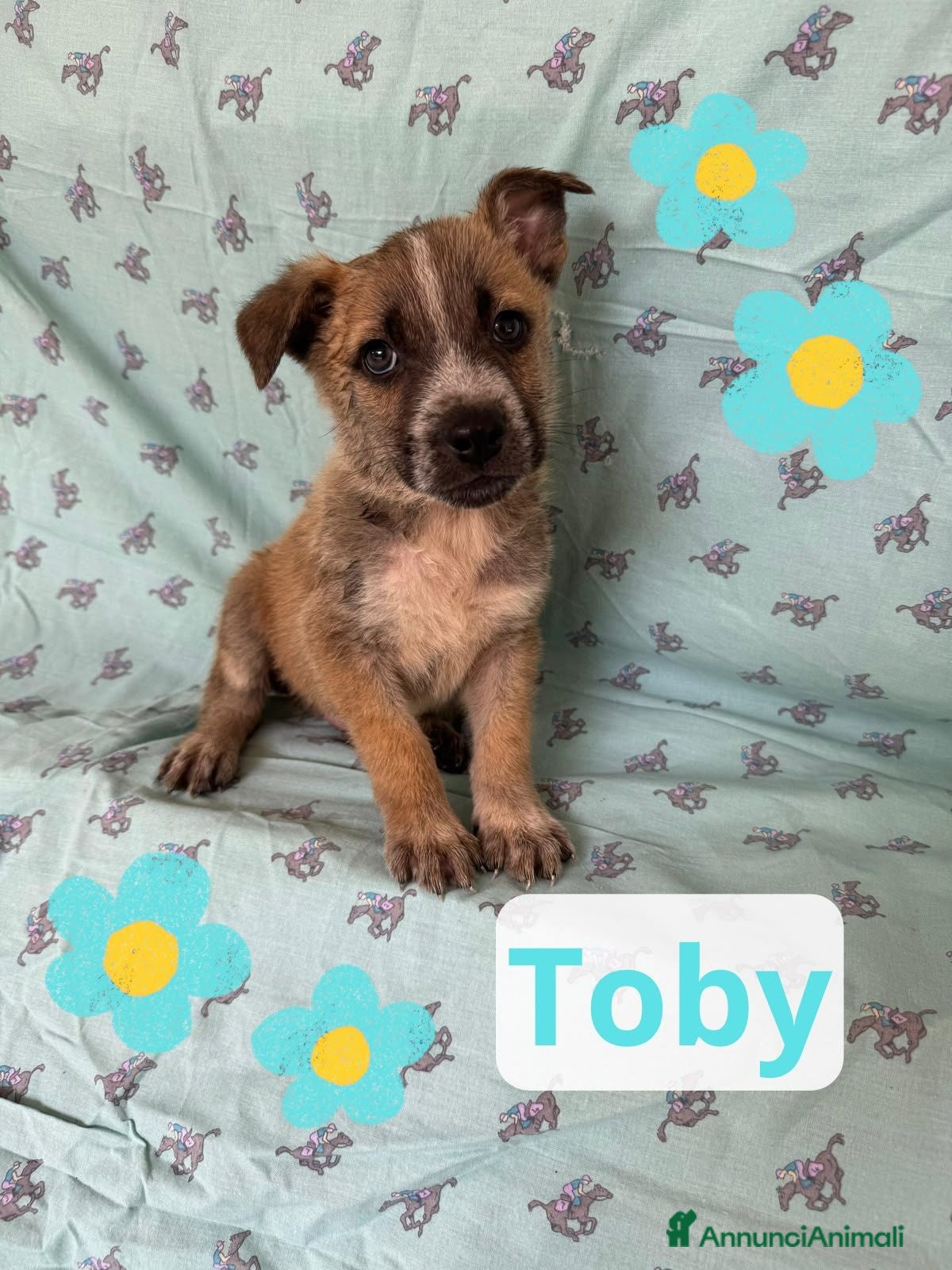 Meticcio cani Tohby - Annuncio 2