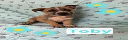 Meticcio cani in regalo: Tohby - Annuncio 1