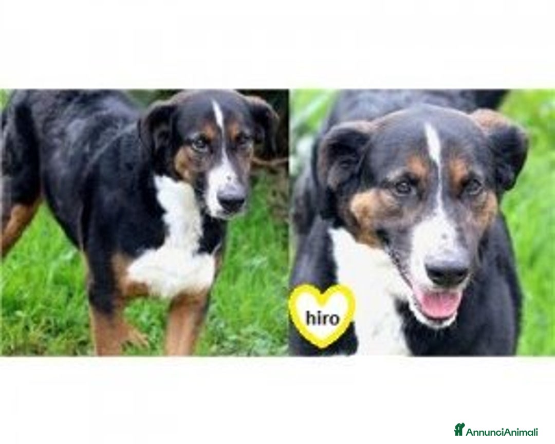 Meticcio cani in regalo: Liberali dalla gabbia! Tendi La Zampa Onlus a Roma - Annuncio 6