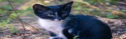 Europeo gatti in vendita: cuccioli gatto bellissimi cercano casa❤️ - Annuncio 10