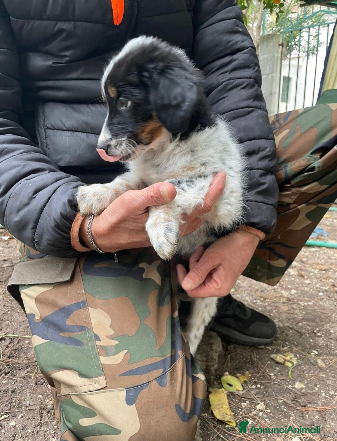 Meticcio cani in regalo: Dory e Tommy due cuccioli meravigliosi  - Annuncio 4