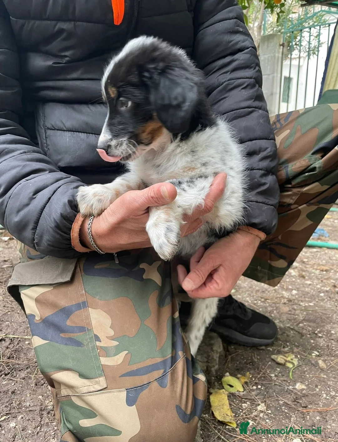 Meticcio cani in regalo: Dory e Tommy due cuccioli meravigliosi  - Annuncio 4