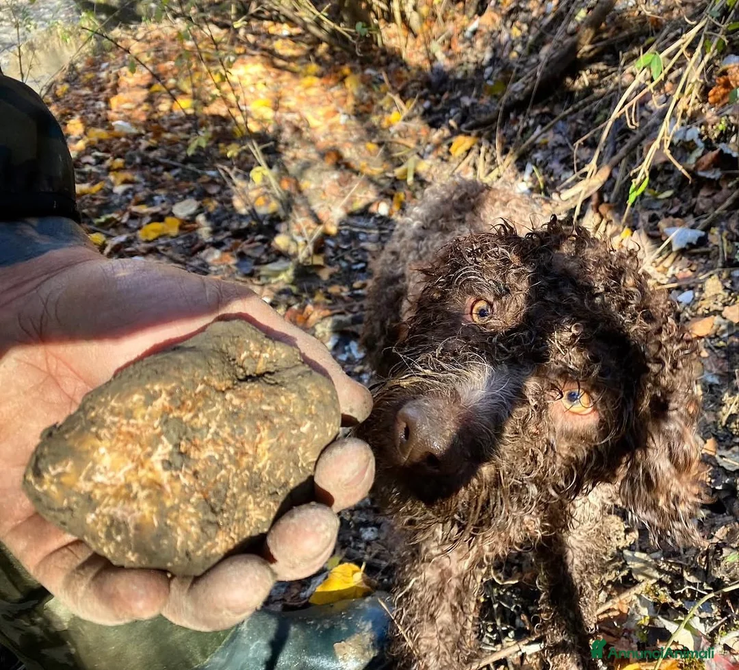 Lagotto cani in vendita: Cuccioli di Lagotto romagnolo con pedigree - Annuncio 2
