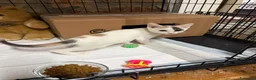 Meticcio gatti in regalo: Allegra - Annuncio 5