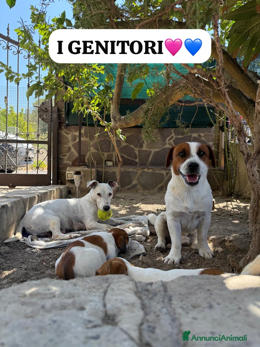 Jack Russell cani in vendita: Vendo cuccioli jack Russell con pedigree  - Annuncio 6