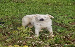 Meticcio cani in regalo: Ellen, un cane pronto a splendere a Città Metropolitana di Bari - Immagine 5