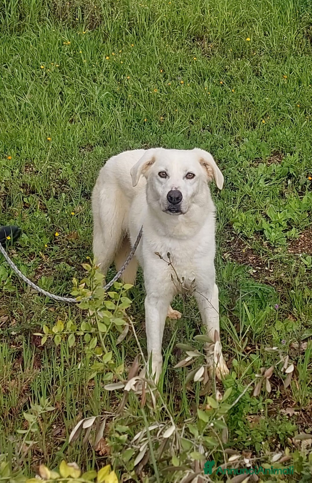 Meticcio cani in regalo: Ellen, un cane pronto a splendere a Città Metropolitana di Bari - Annuncio 6