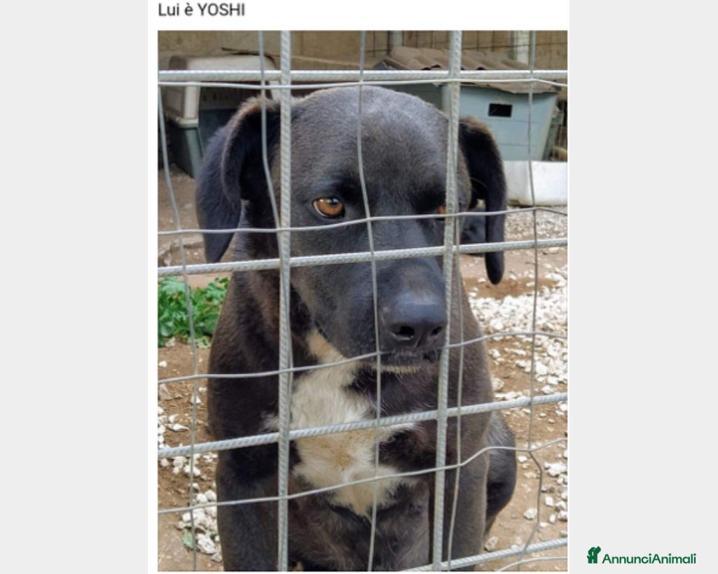 Meticcio cani  3anni nero dietro la rete la rassegnazioneSICILIA a Milano - Annuncio 27