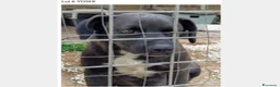 Meticcio cani in regalo:  3anni nero dietro la rete la rassegnazioneSICILIA a Milano - Annuncio 1