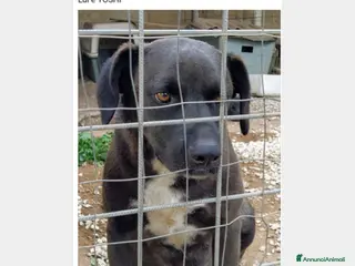 Meticcio cani 3anni nero dietro la rete la rassegnazioneSICILIA a Milano - Annuncio 27