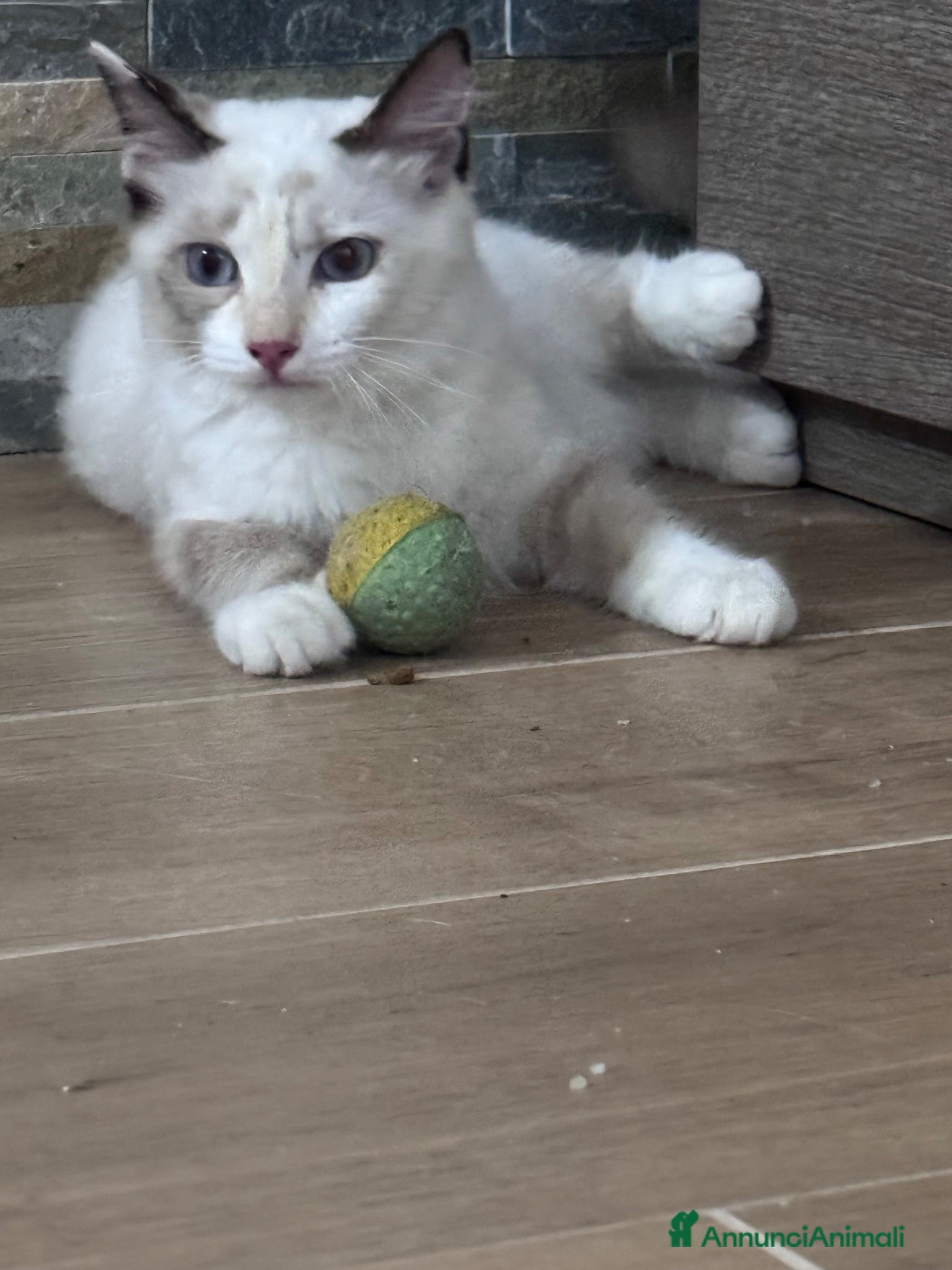 Ragdoll gatti Ragdoll - Annuncio 14