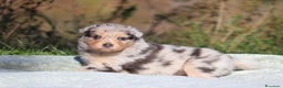 Australian Shepherd cani in vendita: PAstori Australiani cuccioli-Biancaneve e i 6 Nani - Annuncio 8