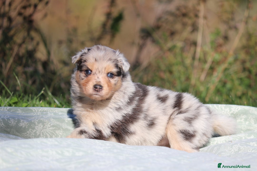 Australian Shepherd cani in vendita: PAstori Australiani cuccioli-Biancaneve e i 6 Nani - Annuncio 8