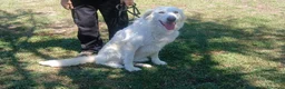 Meticcio cani in regalo: LEILA LA DOLCE MAREMMANA CERCA CASA, IN ADOZIONE - Annuncio 3