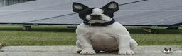 Boston Terrier cani in vendita: Cucciolo maschio di Boston Terrier - Annuncio 2