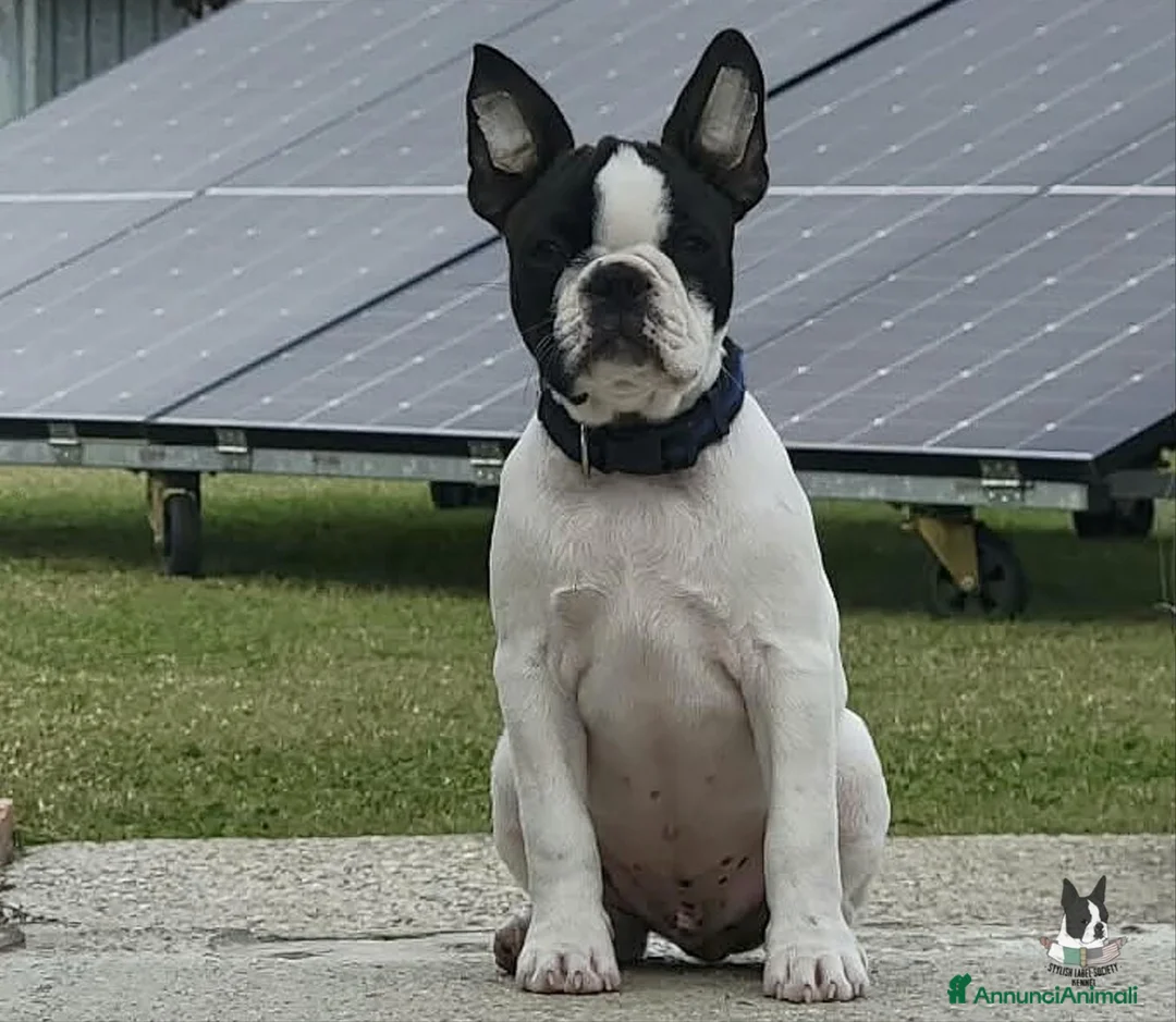 Boston Terrier cani in vendita: Cucciolo maschio di Boston Terrier - Annuncio 2