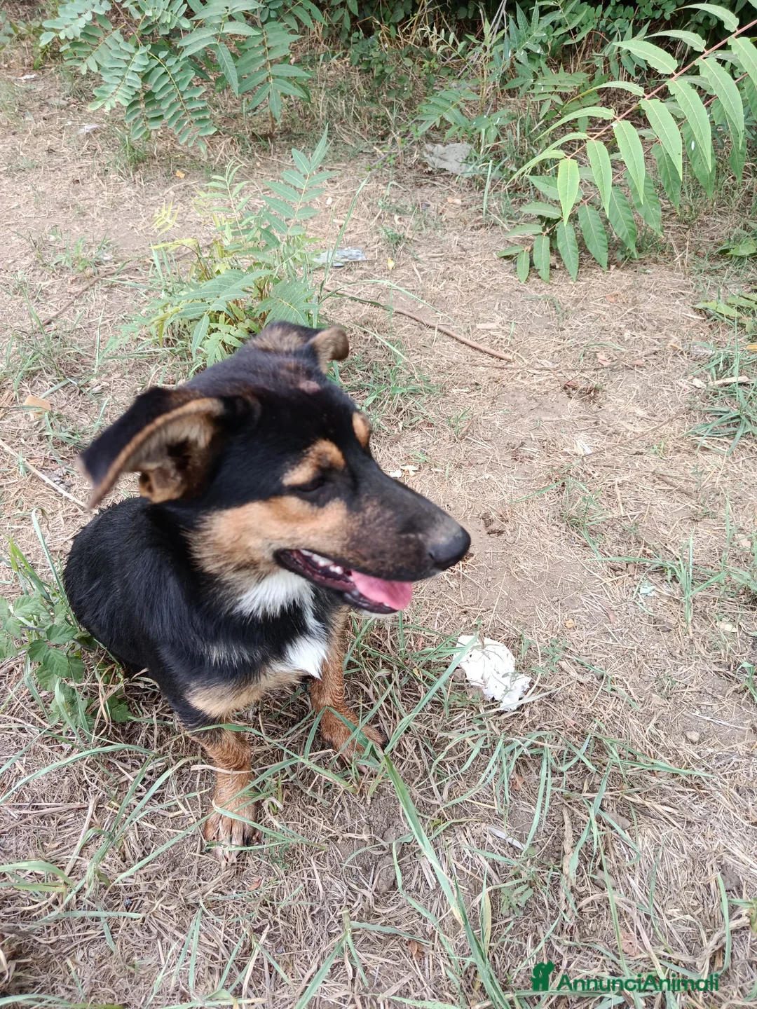 Meticcio cani in regalo: Rufy cerca amore - Annuncio 6