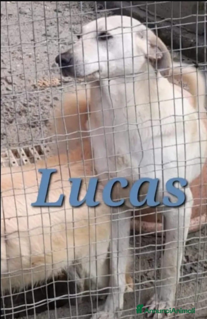 Meticcio cani Lucas giovane nessuno lo ha mai notato.CALABRIA - Annuncio 35