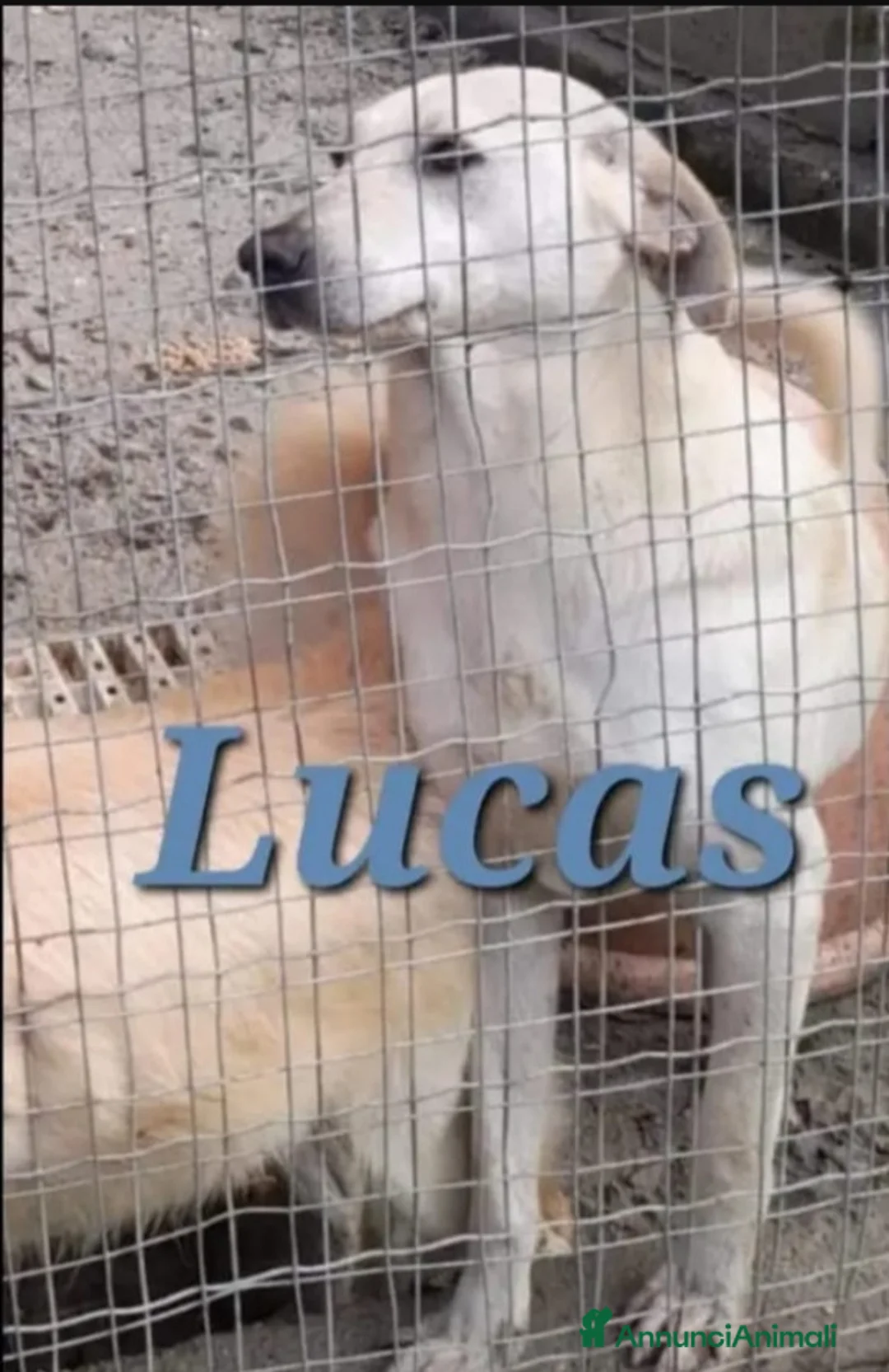 Meticcio cani in regalo: Lucas giovane nessuno lo ha mai notato.CALABRIA a Città metropolitana di Milano - Annuncio 1