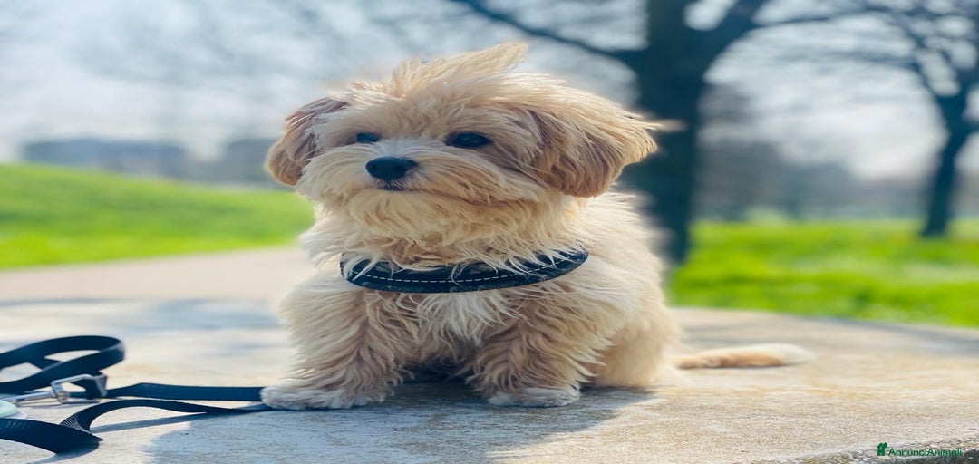 Immagine della galleria {{count}}