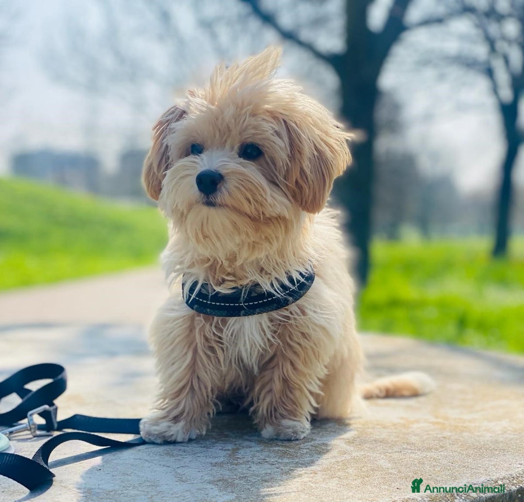 Immagine della galleria {{count}}