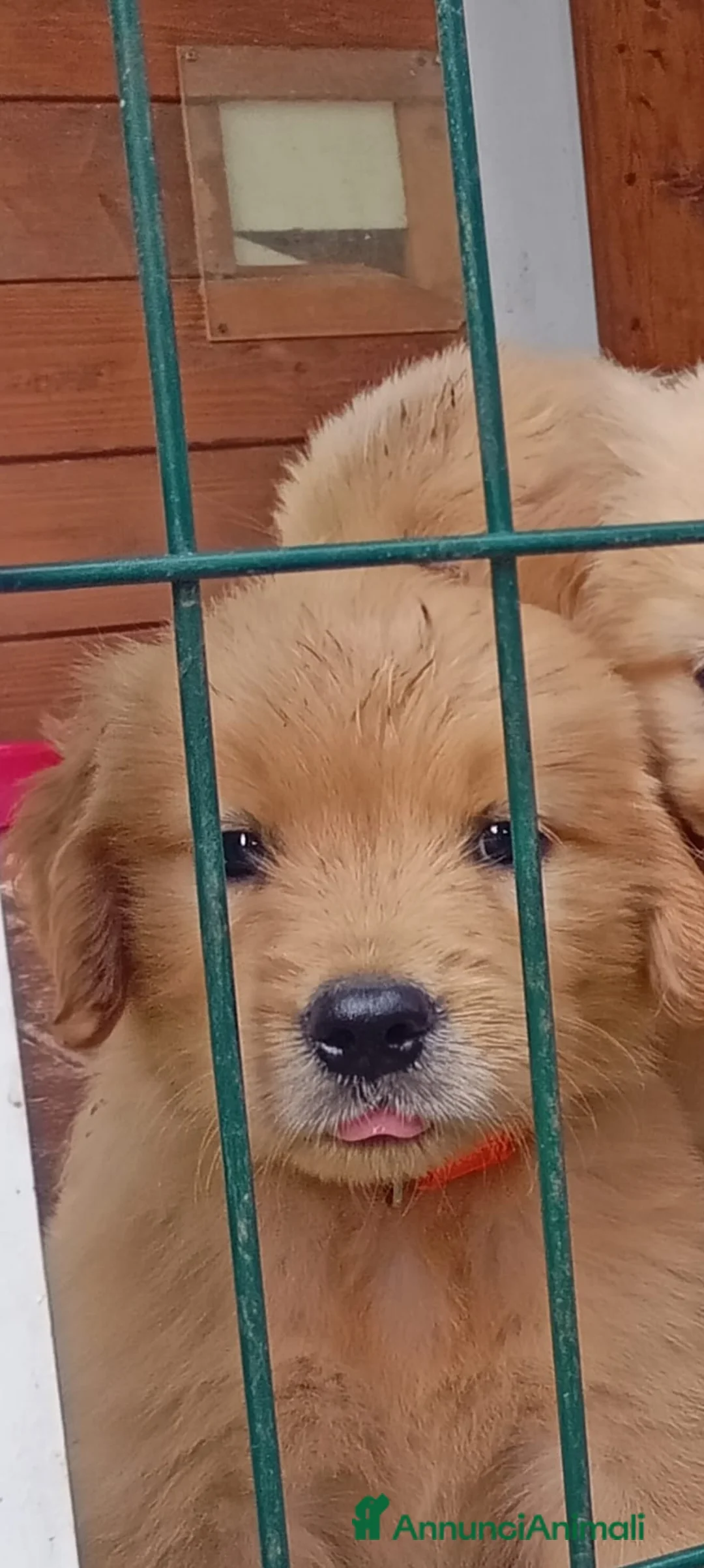Golden Retriever cani in vendita: Cuccioli Golden Retriever - Annuncio 2