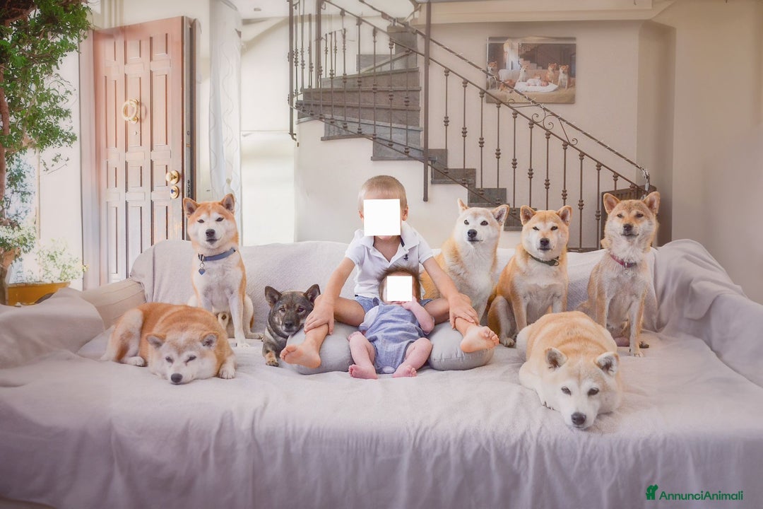 Shiba Inu cani in vendita: Cuccioli Shiba Inu sani ed equilibrati - Immagine 5