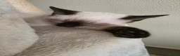 Siamese gatti in vendita: Vendo sorelle siamesi seal point a Provincia di Alessandria - Annuncio 3