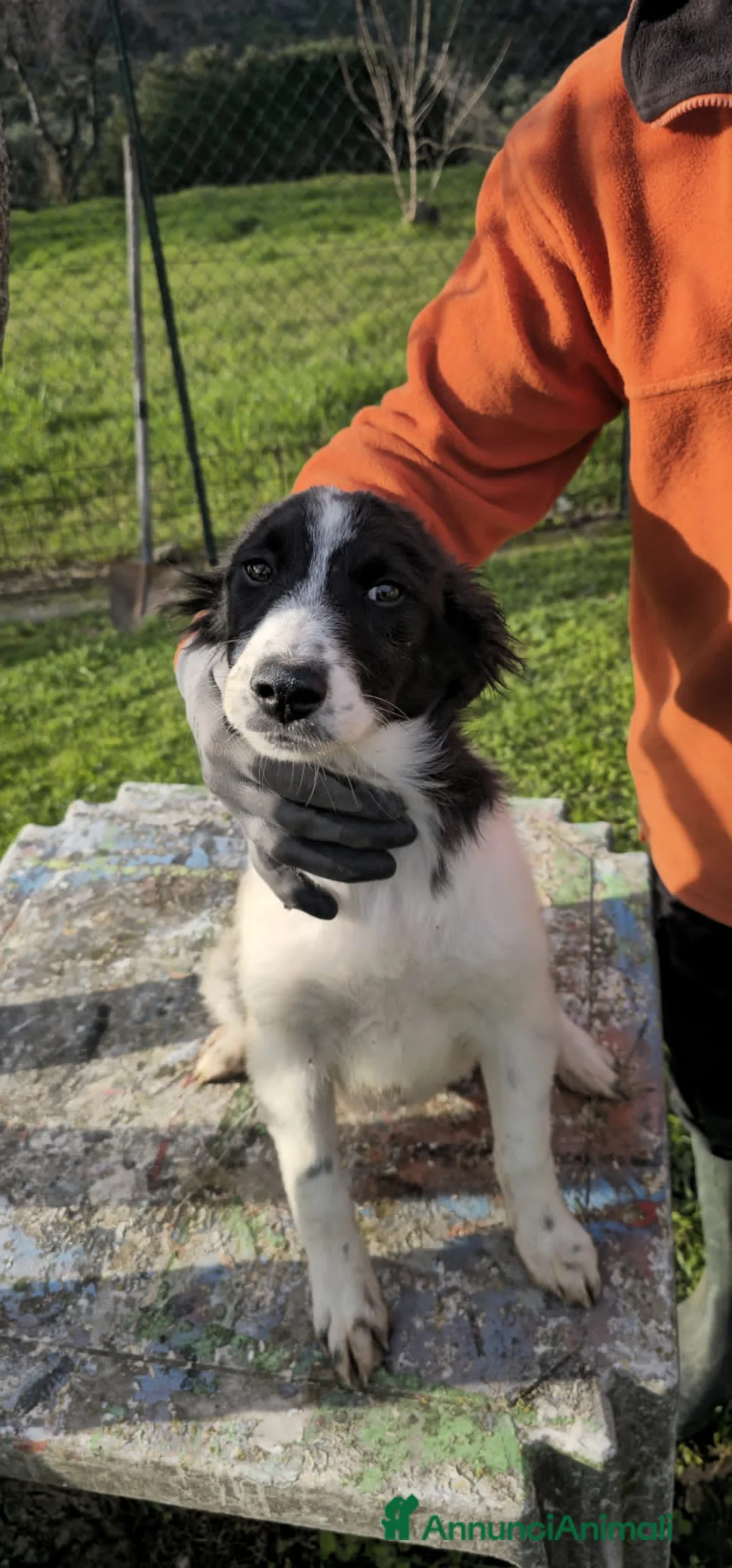 Altre razze cani in regalo: STELLA BOB E LISA - Annuncio 3