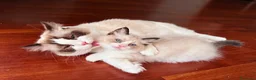 Ragdoll gatti in vendita: Cuccioli Ragdoll Udine - Annuncio 9