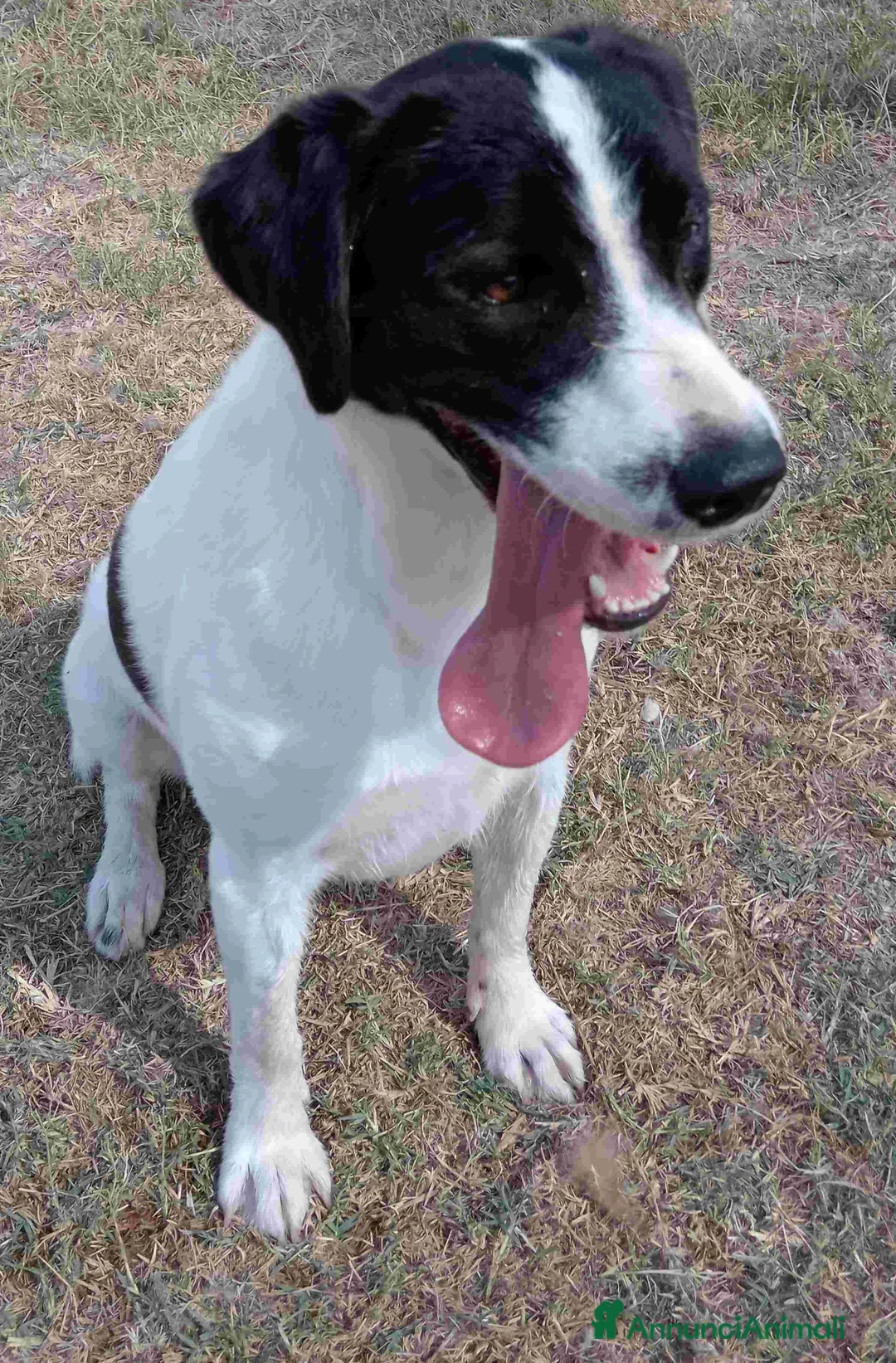 Beagle cani in regalo: ANTONY cucciolotto simil beagle a Provincia di Latina - Annuncio 5