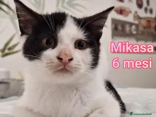 Altre razze gatti STUPENDI MICINI, TEMPO SCADUTO - Annuncio 10