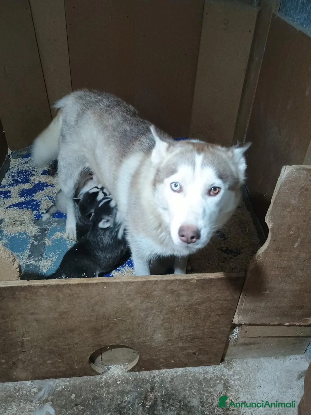 Husky cani in vendita: Cucciolo di Husky  a Città metropolitana di Milano - Annuncio 2