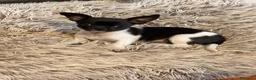 Chihuahua cani in vendita: Chihuahua con pedigree enci  - Annuncio 2