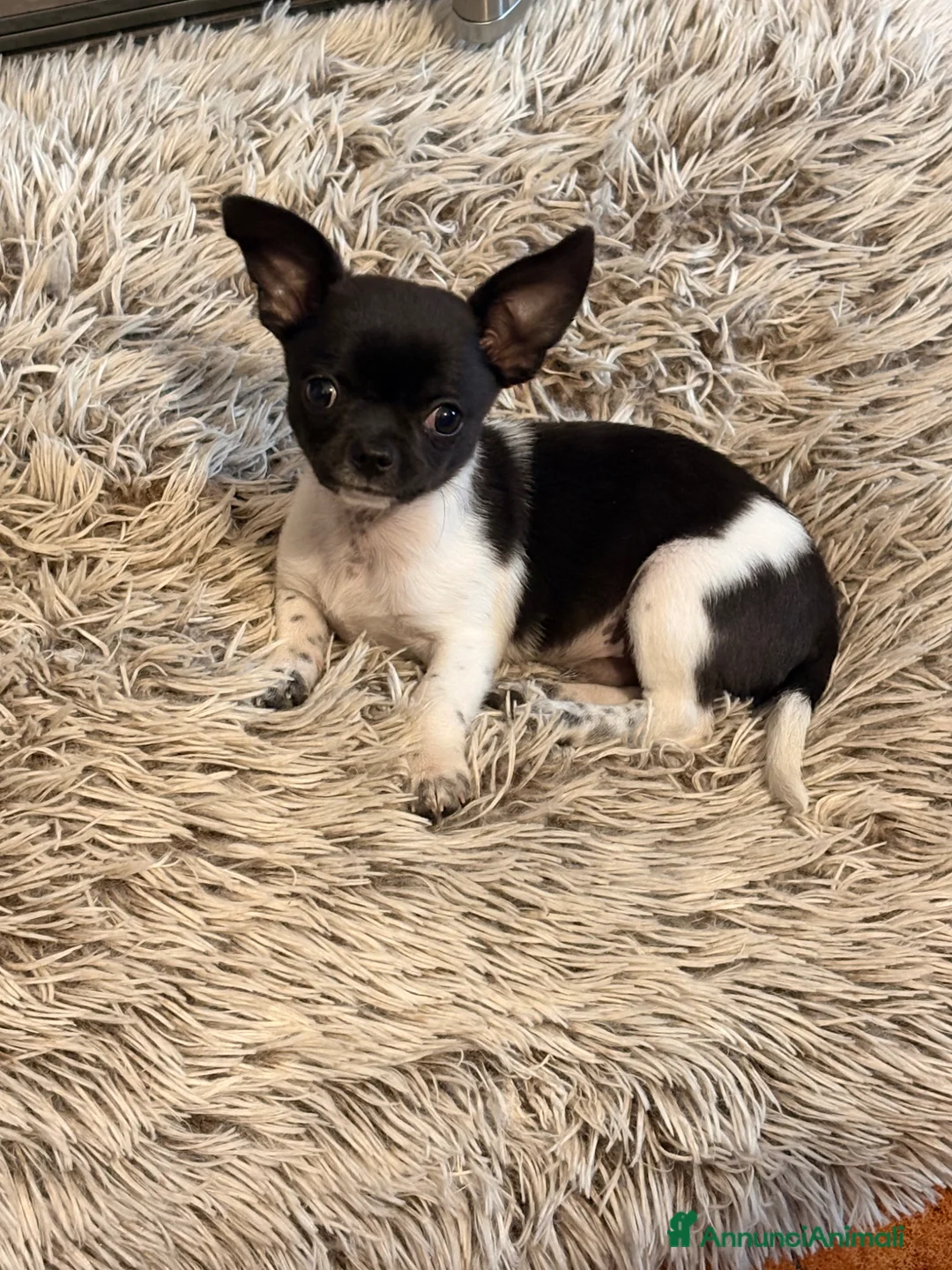 Chihuahua cani in vendita: Chihuahua con pedigree enci  - Annuncio 2